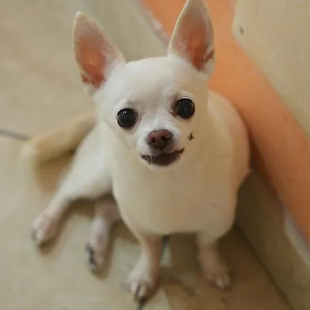 House Vivaio Apartment Catania