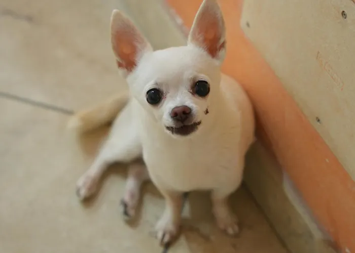 House Vivaio Apartament Katania